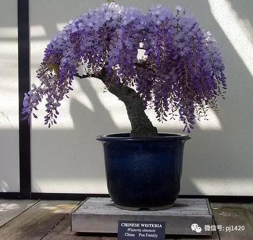 紫藤之美,紫藤迷人的气质