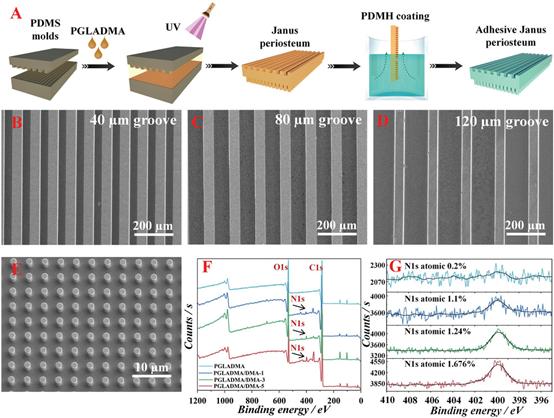 《AFM》光交联PGLADMA聚合物制备胶粘的Janus膜