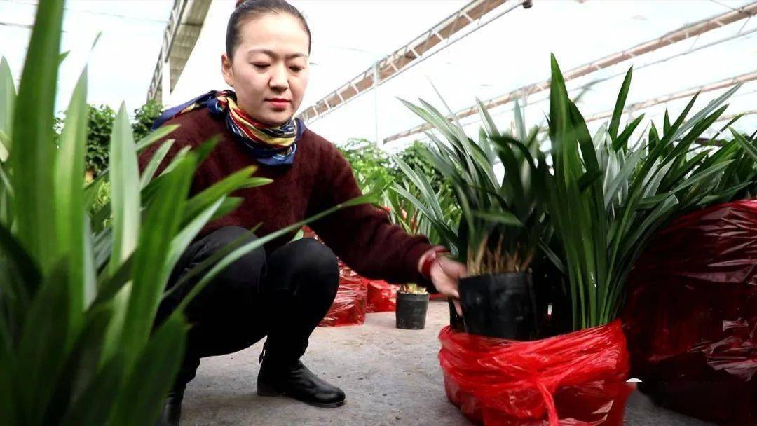 我，50岁，山东女人，老公生意失败欠款1000万，我种花帮他还债