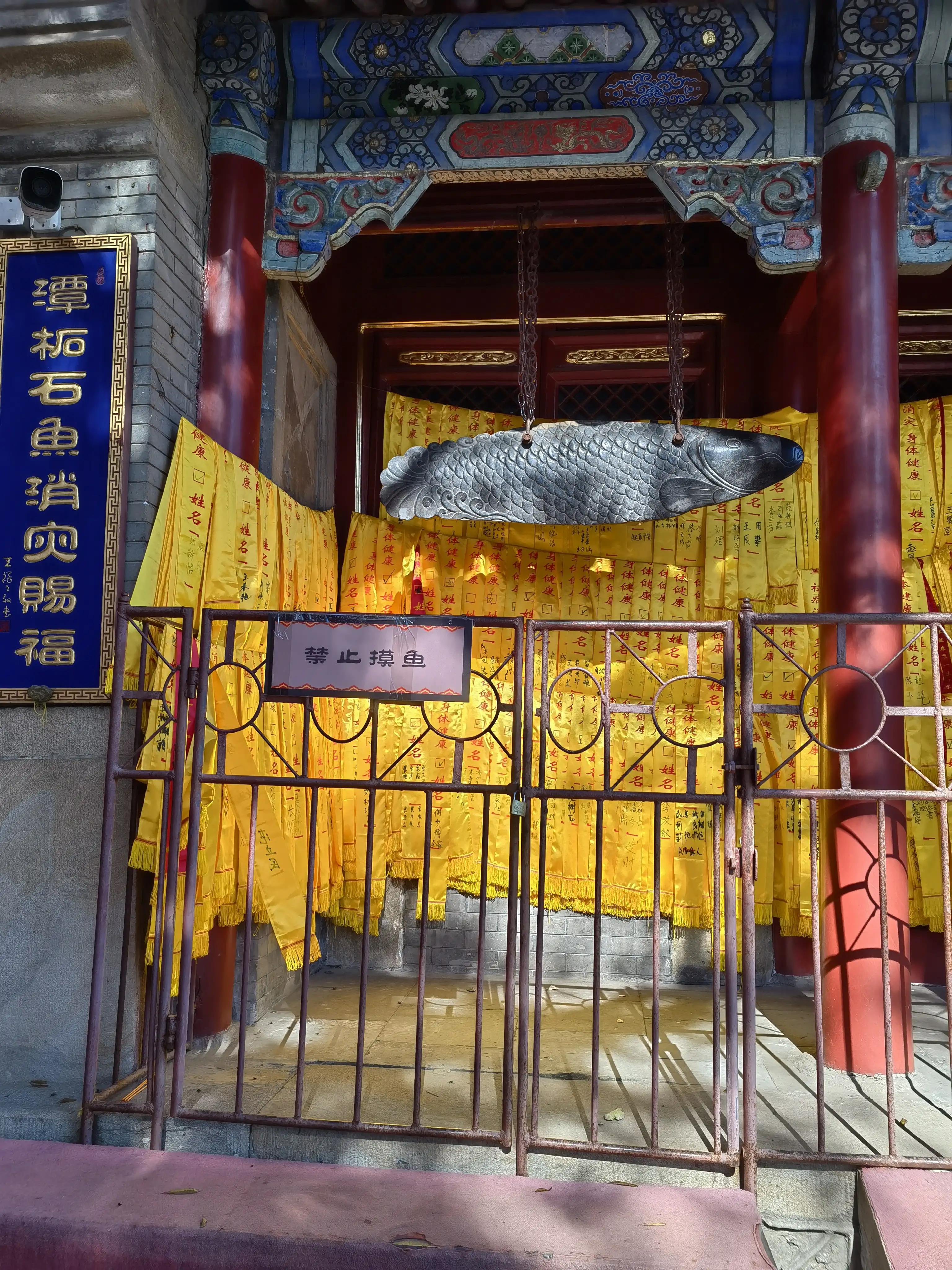 北京潭柘寺的古银杏树图片,潭柘寺银杏树观赏最佳时间