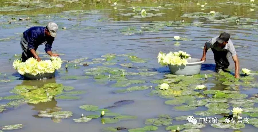泰国顶级睡莲博士Dr.Nopchai版纳行，被勐景来圈粉