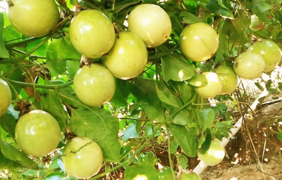 好吃到没朋友的东西,好甜好吃的百香果