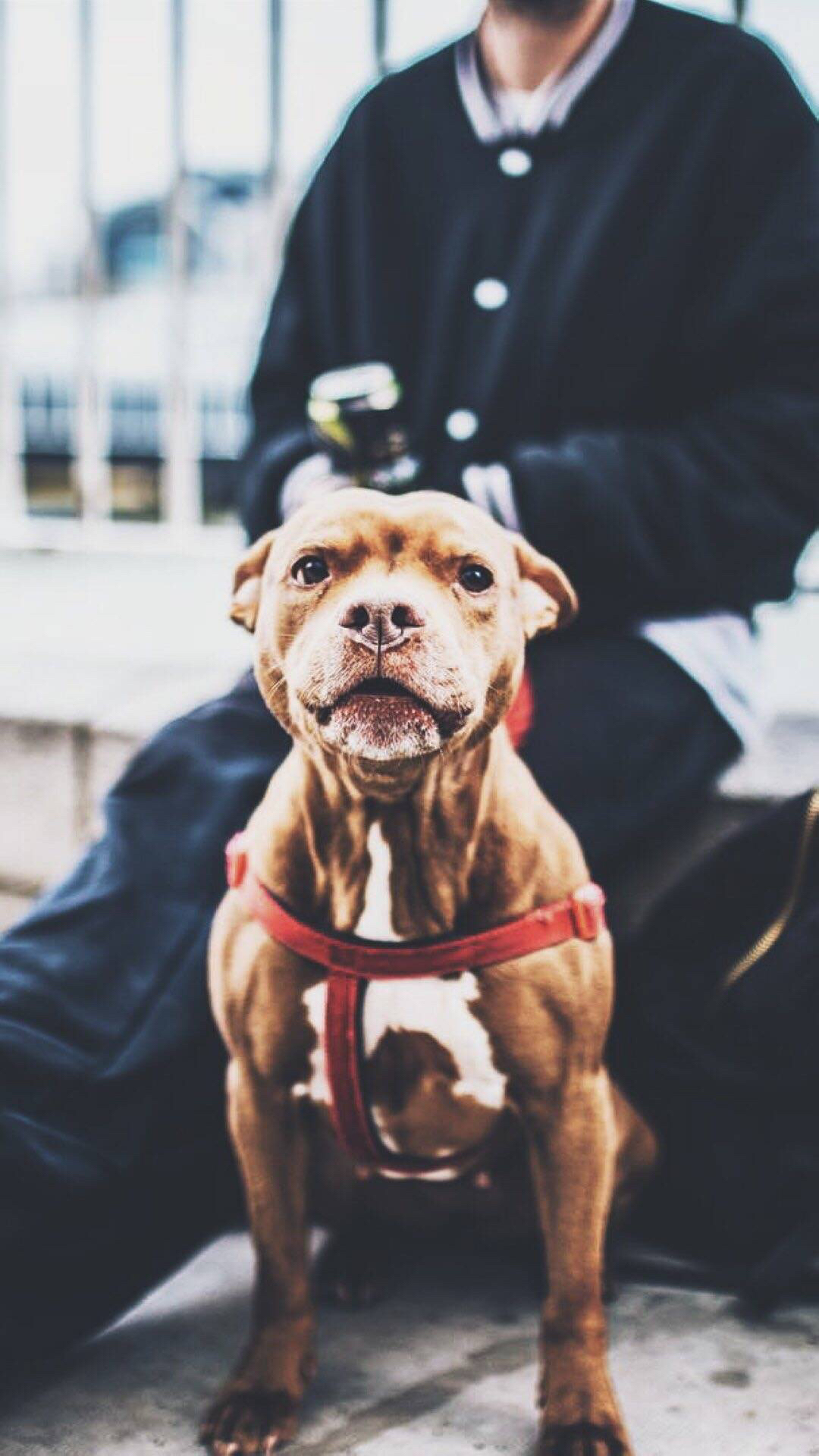 宠物狗日常用品推荐,宠物狗玩具挑选方法图解