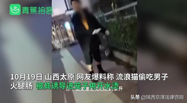 虐猫事件用水烫猫,央视呼吁禁止虐待动物尽快立法