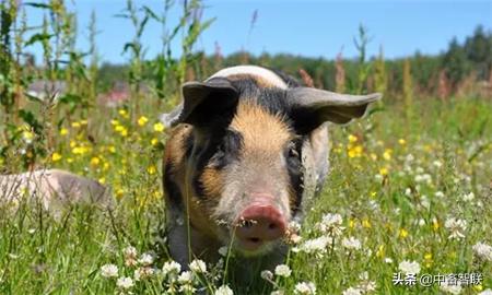 一招教你搞定母猪产后无乳缺乳,母猪无乳有什么表现