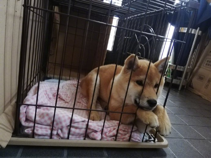 鼻子被栅栏挤变形的旺