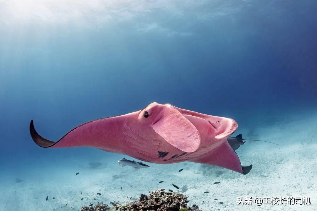 12个网站,12个超级实用的网站