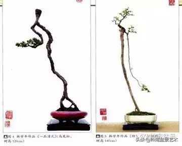 素仁格与文人树，你怎么看？