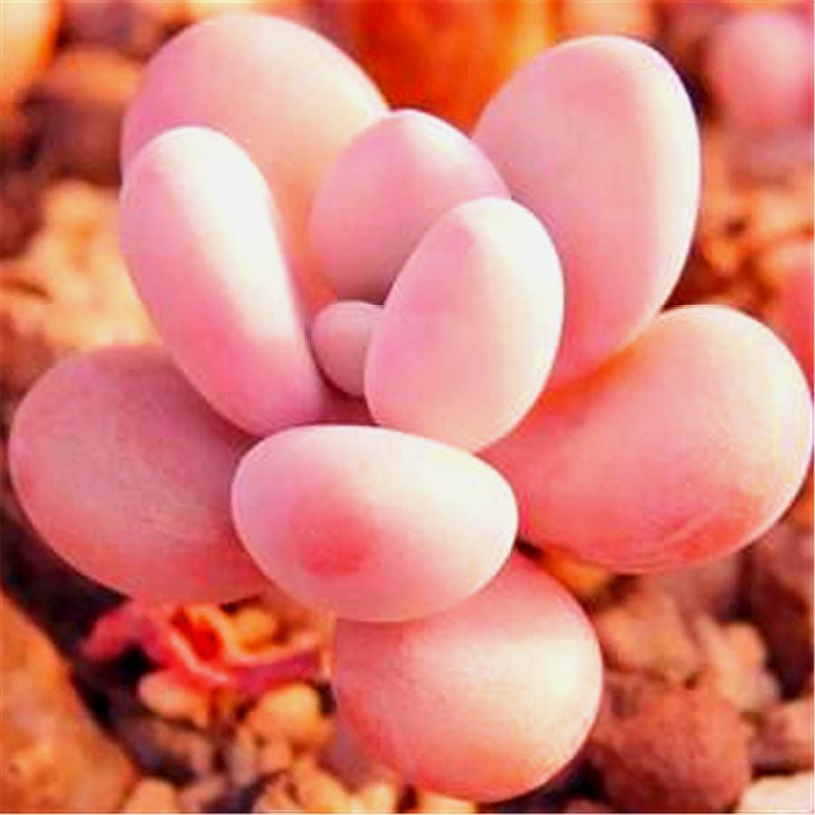 多肉桃蛋的缺点,桃蛋多肉有黑点怎么办