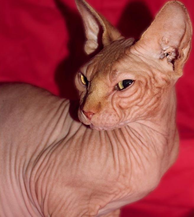 无毛猫眼睛一个大一个小,短毛猫眼神特写