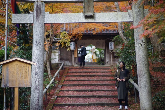 京都赏枫2022,京都赏枫必去景点有哪些好玩的