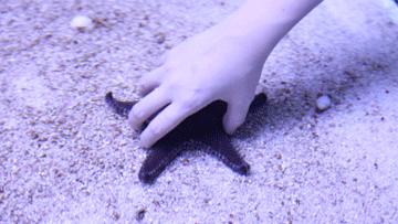 色彩斑斓的海底珊瑚,五彩缤纷的海洋生物视频