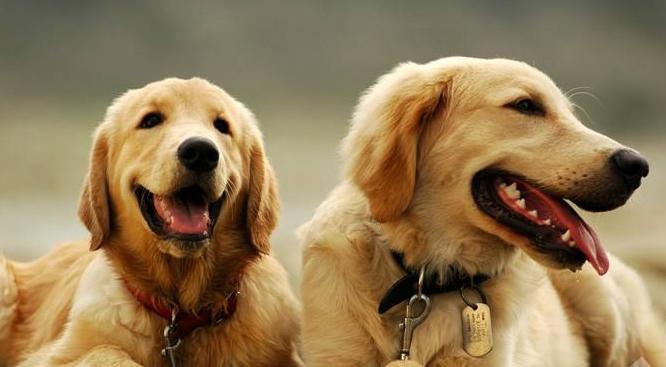 养金毛公的好还是母的好,养金毛狗是养公的好还是母的好