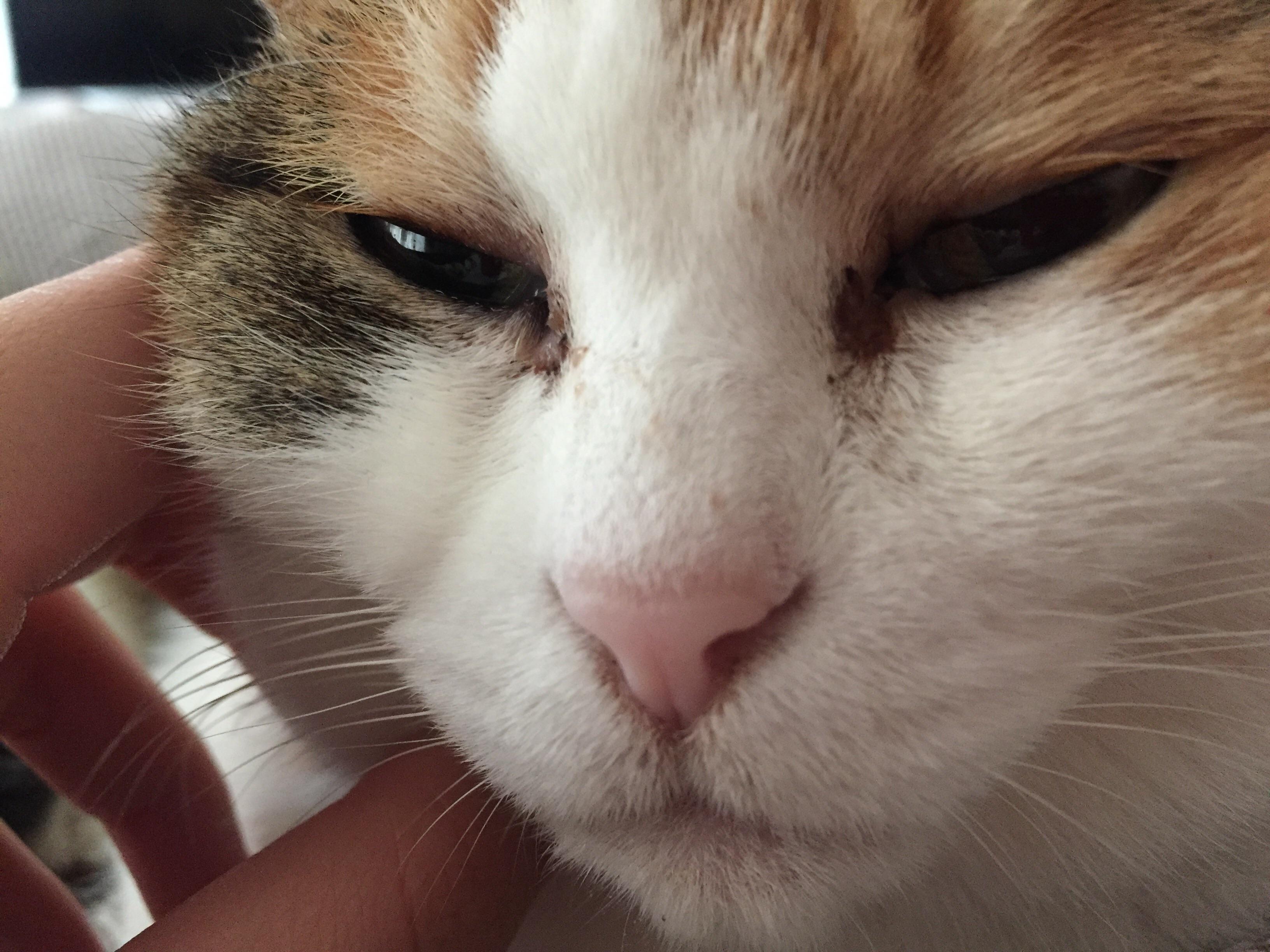 猫咪眼睛黄褐色分泌物睁不开,猫咪眼睛流泪有脓性分泌物