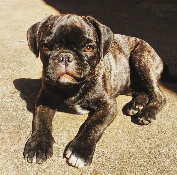 鐩樼偣鍚勪釜鐗瑰埆鐨勬潅浜や覆涓茬嫍,鍝簺瀹犵墿鐘覆涓茶捣鏉ユ洿濂界湅