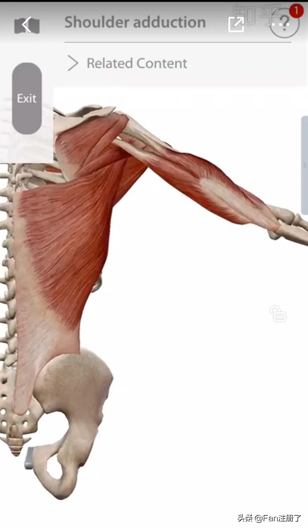 肩痛肩袖损伤针刀治疗,肩痛肩关节活动受限用什么药