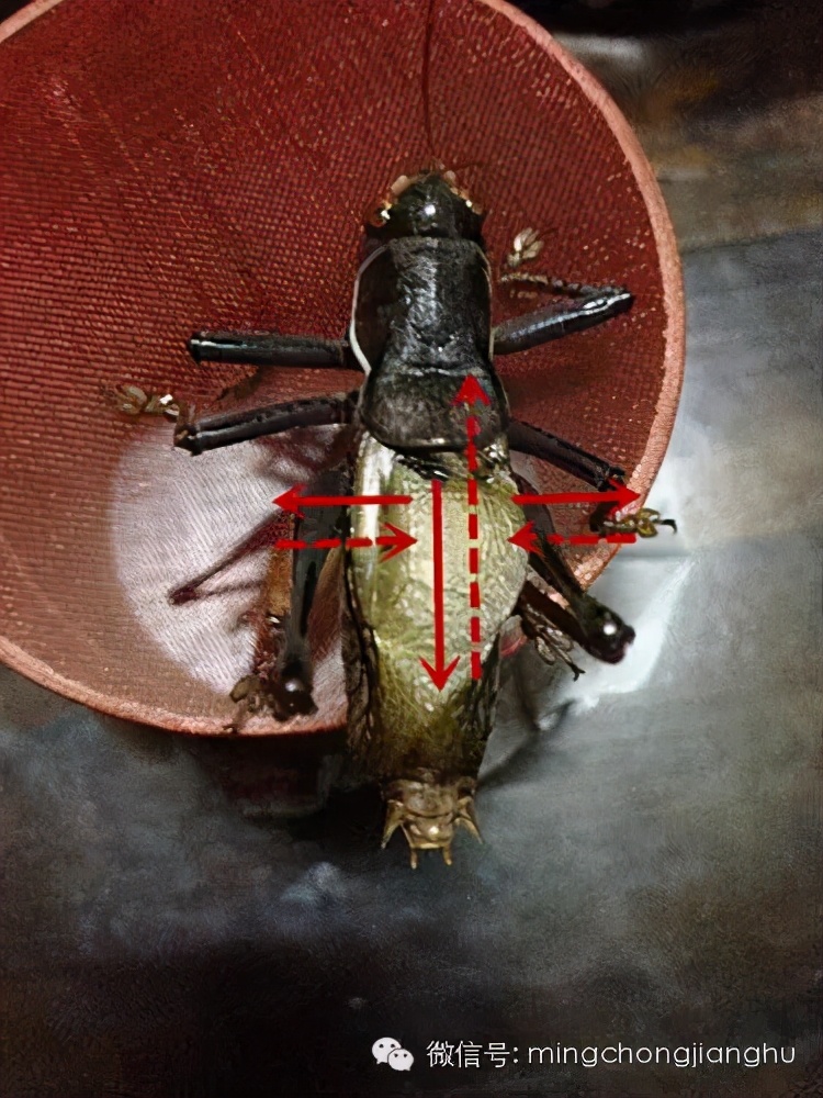 冬蝈蝈怎么挑选,介绍蝈蝈的说明方法