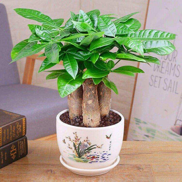 招财树叶子发黄枯枝如何处理,招财树叶子发黄怎么救治