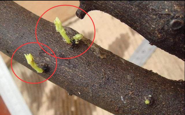 金弹子出芽后的养护,春天挂果金弹子多久修剪