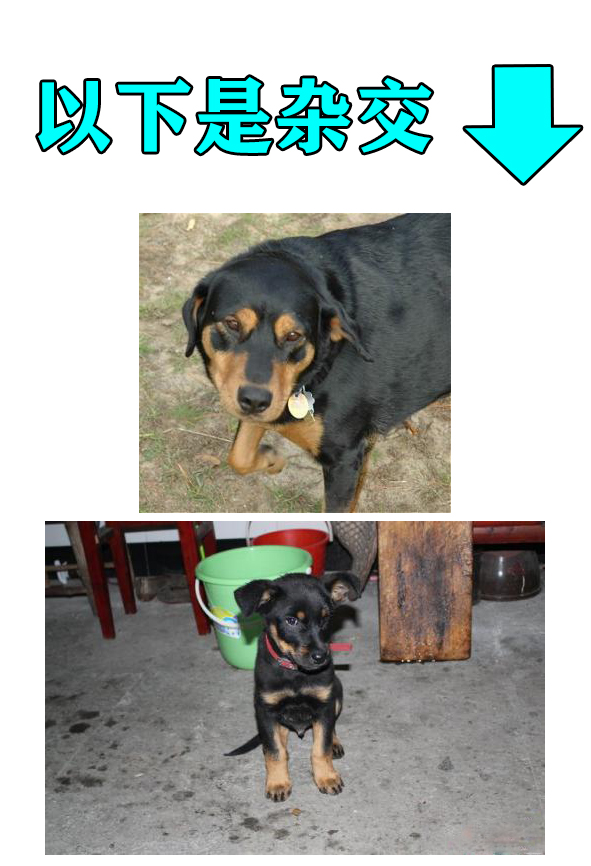 成年罗威纳犬多少钱一只纯种,罗威纳长嘴立耳是纯种的犬吗