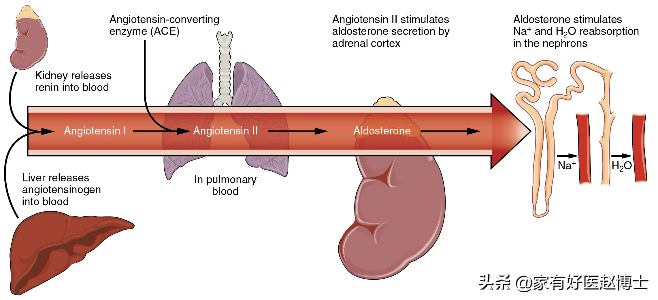 血压高低密度胆固醇3.3要吃他汀吗,血压高胆固醇高怎么降