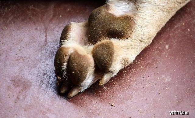 狗狗的肉球,狗狗身上的肉球是什么
