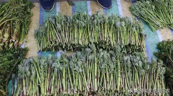 健康好吃的野菜种植,农村野菜种植项目能赚钱吗