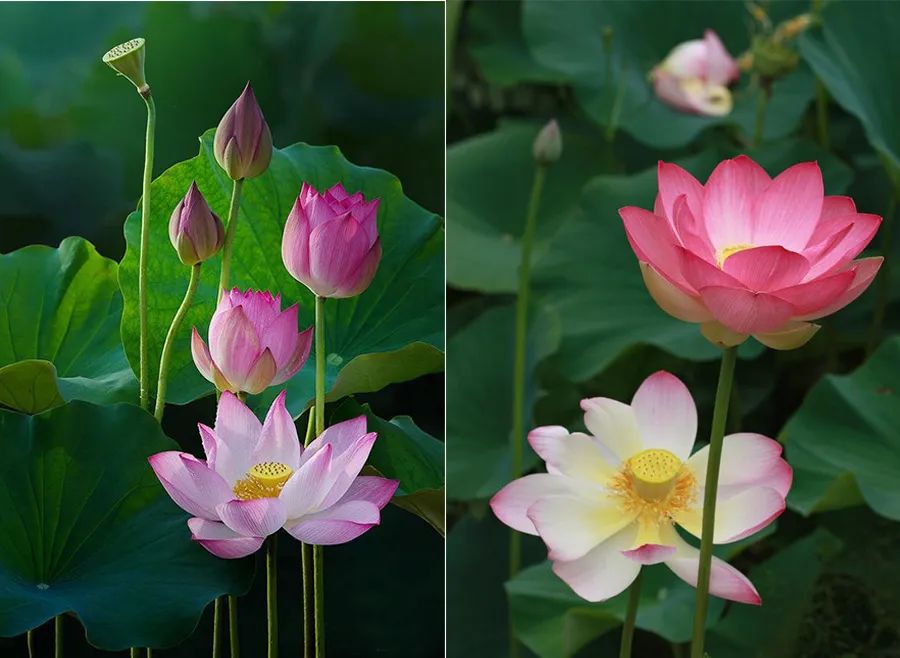 画一幅夏天的荷花画,儿童画夏天的风景画荷花