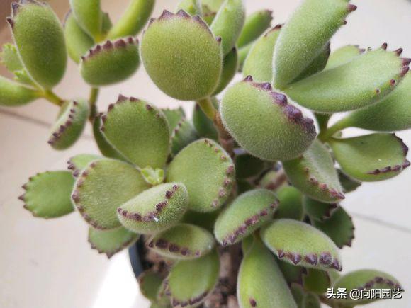 熊童子怎样养出红指甲,熊童子的爪爪怎么样才能变红