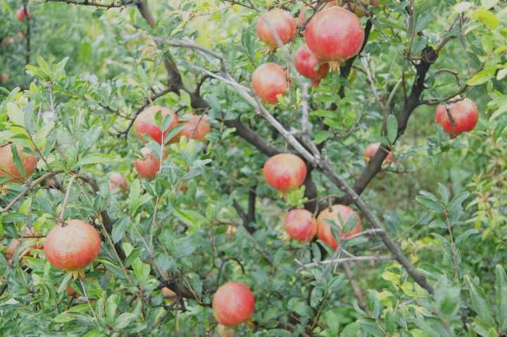 螺髻山旅游攻略九十九里温泉,游览螺髻山