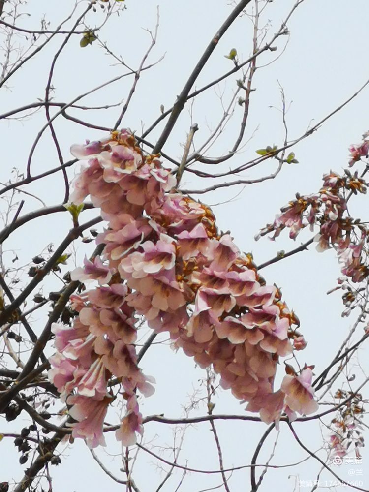 伏牛笔耕苑第237期2021.3.31