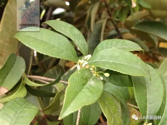 木犀榄枝干黑,木犀亚科介绍