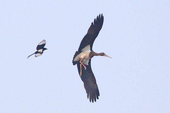 追兔捉鹰,撵兔子逮鹰的话