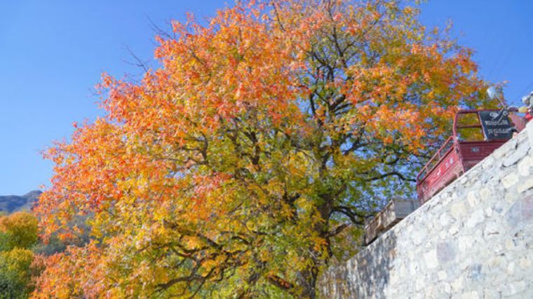 中国特色民宿推荐,特色民宿是你绝佳的选择