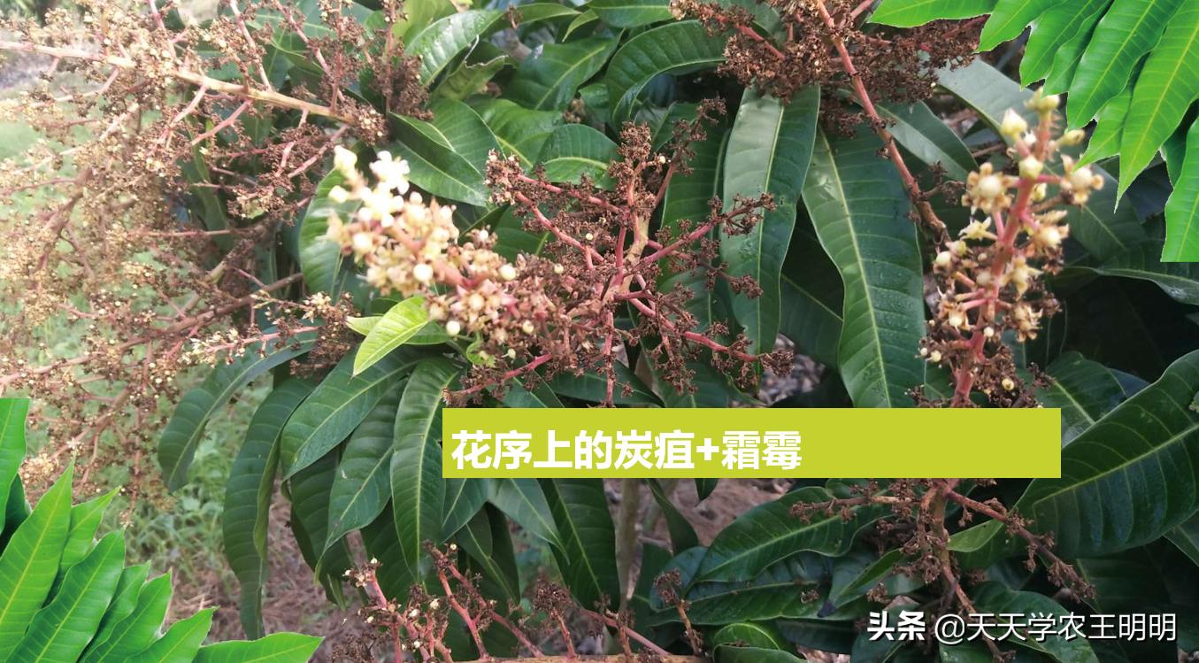 芒果炭疽用什么药,芒果炭疽