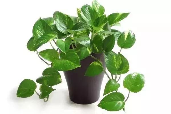 什么植物吸收甲醛效果比较好,室内种哪些植物吸收甲醛净化空气