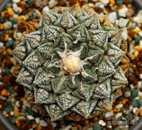 从根部怎么判断牡丹的年龄,富贵的牡丹长什么样