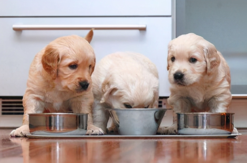 科学训练狗定点大小便,狗知识实用训练小技巧