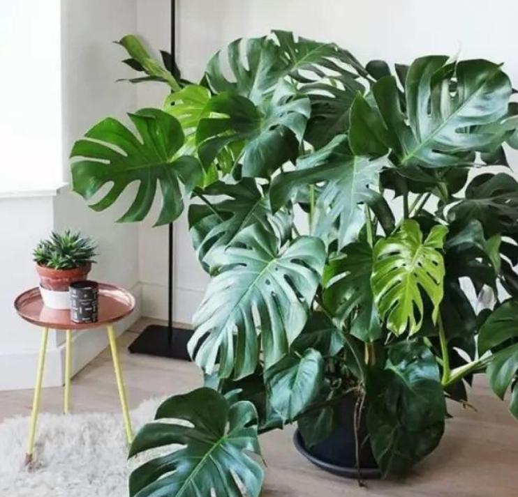 室内能吸毒的花,卧室里适合养的吸毒花