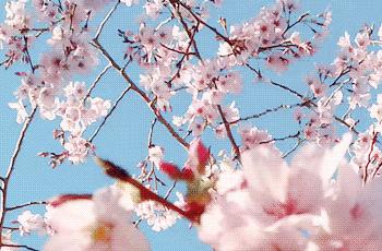 人死前会散发一种味道,人死之前会散发一种奇怪的味道吗