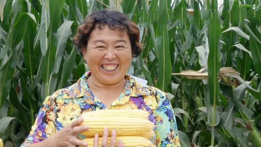 玉米高产长大棒,特大棒高产玉米新品种2118