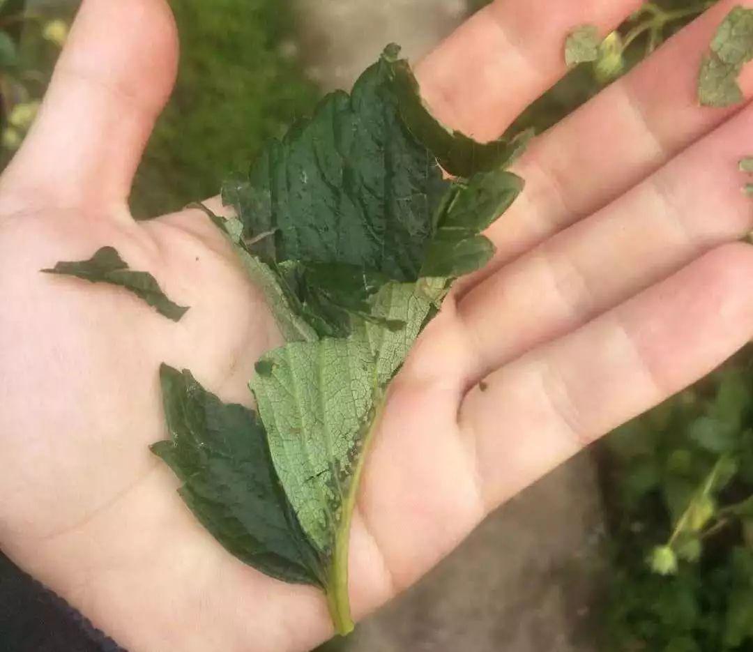 草莓叶茎发黑叶子干枯是什么病,草莓叶子变枯萎是得了什么病