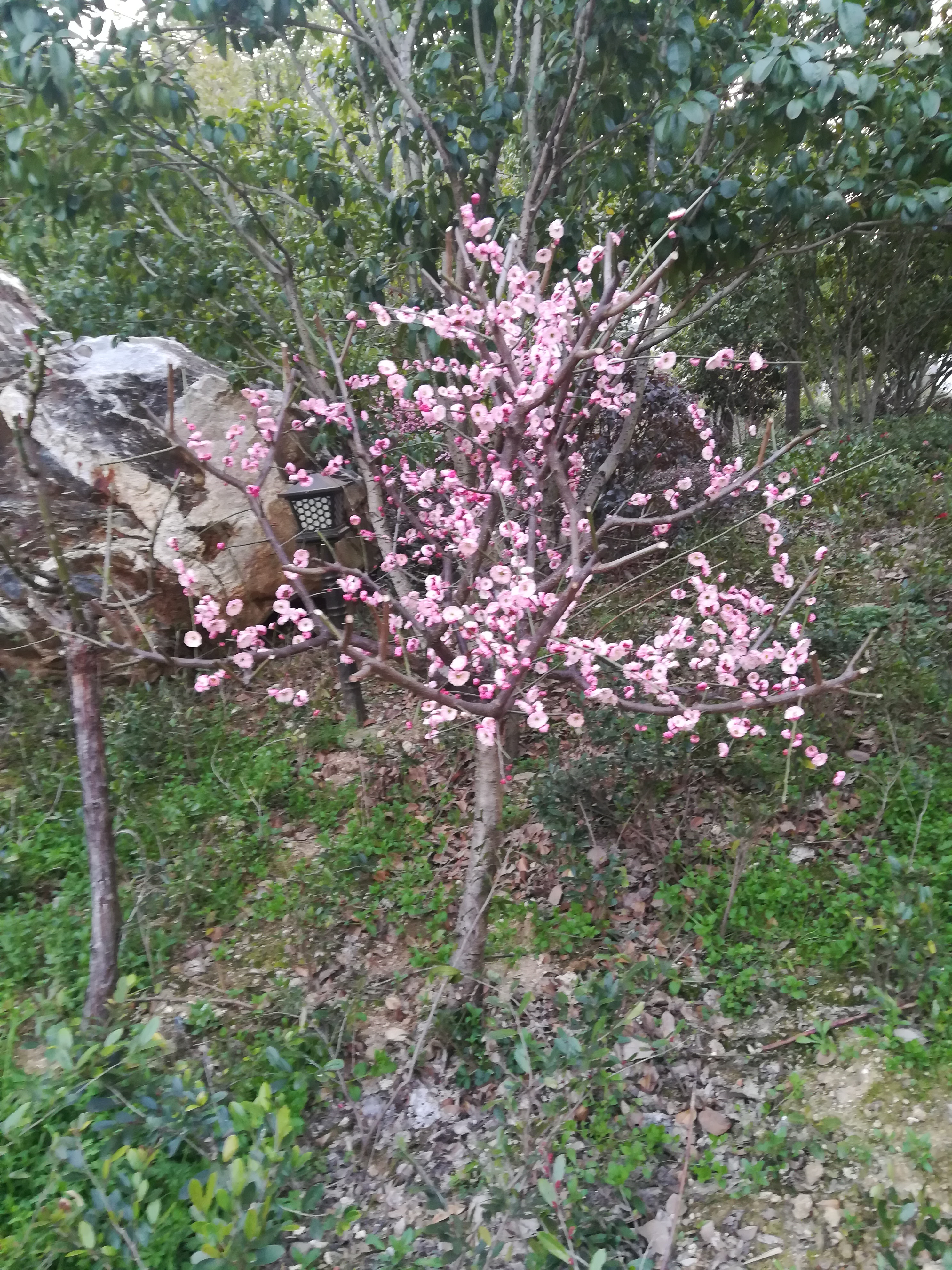 罗田三里畈温泉养生酒店价格,罗田三里畈温泉价格