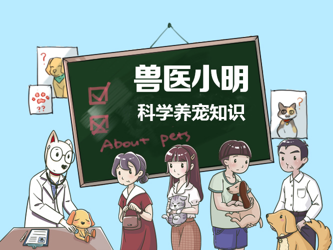 幼猫和成年猫哪个更好养？不同时期有不同的烦恼，心态很重要