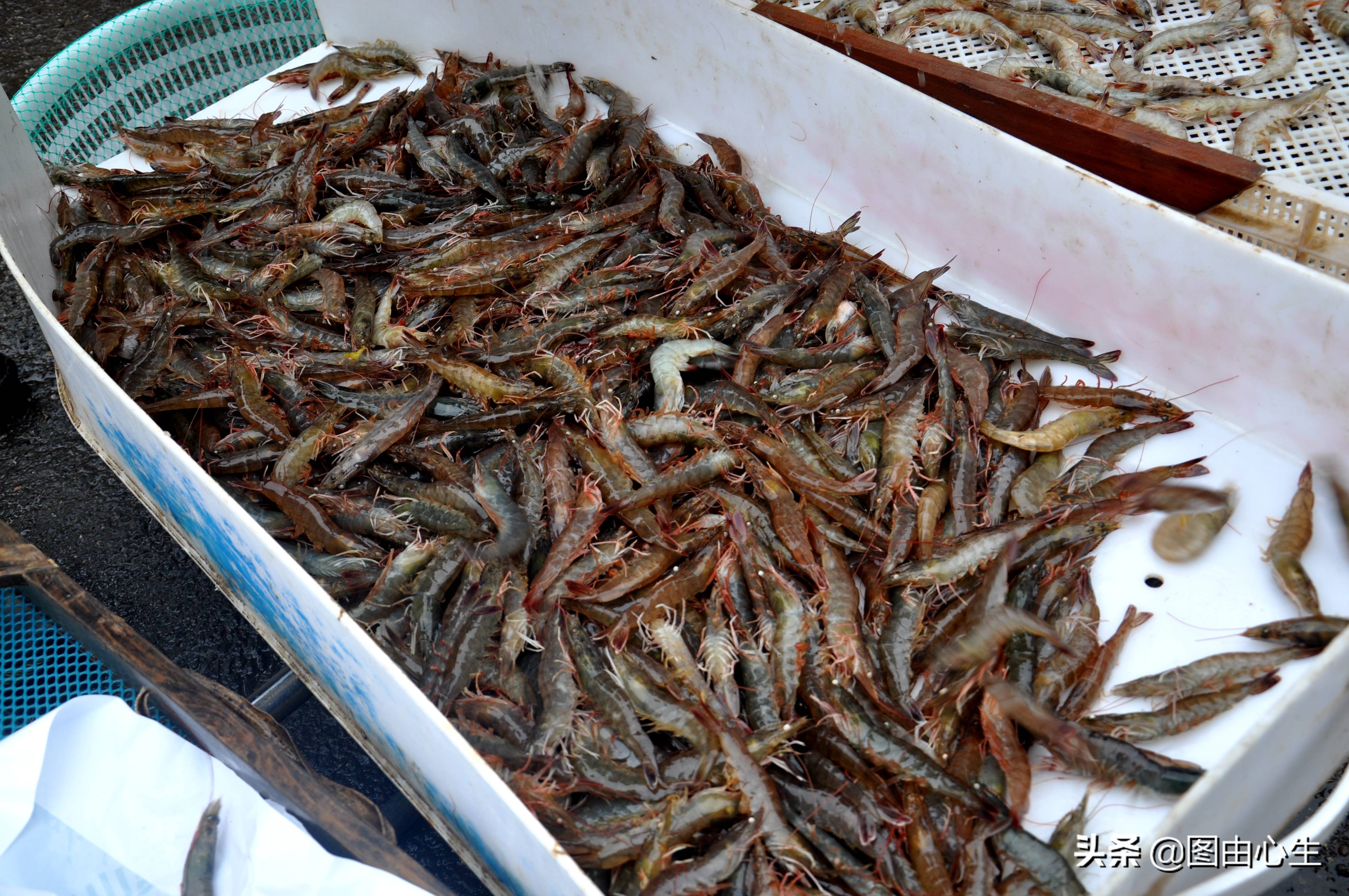 节后生意开忙，青岛批发大虾老板凌晨3点起床，十年买了三套房