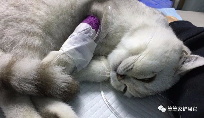 猫感冒吃感冒灵颗粒可以吗,猫感冒吃土霉素可以吗