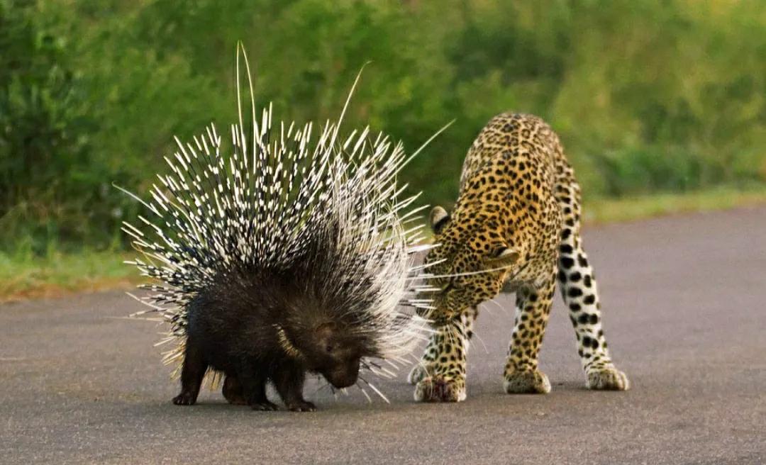 蛇吃了豪猪会怎样,蛇吞食豪猪后被刺穿