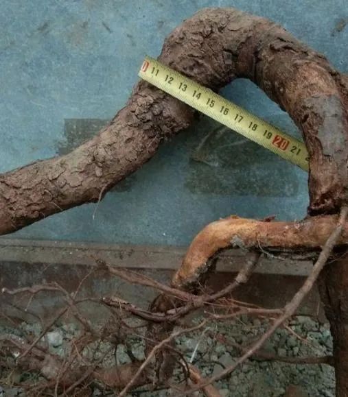 自己上山挖树根做盆景有前景吗,山上挖回来的树根怎么做成盆景