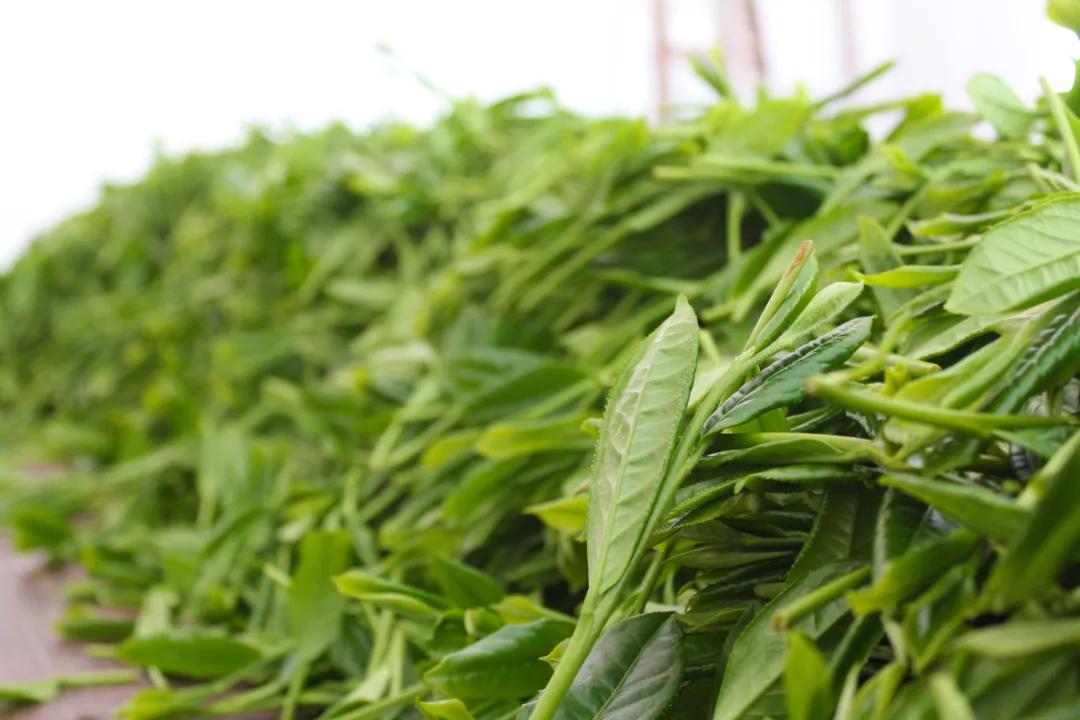 喝茶能降低心脑血管死亡率,喝茶能降低心脑血管风险吗