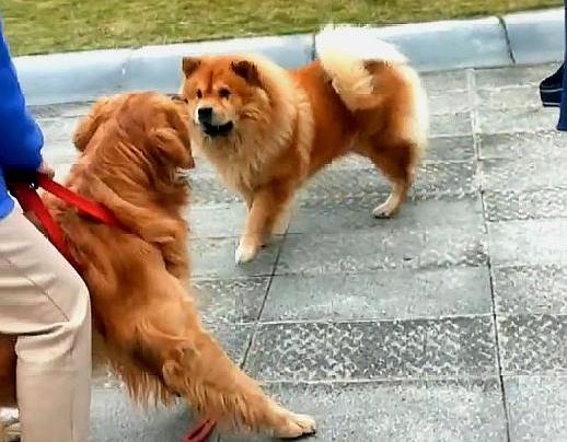 金毛比较温顺,金毛温顺嘛